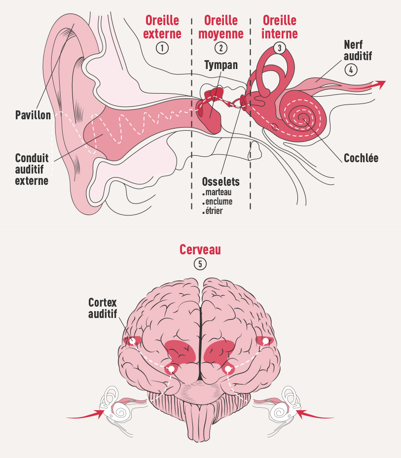 Le son, de l’oreille au cerveau Jevisbienêtre.fr